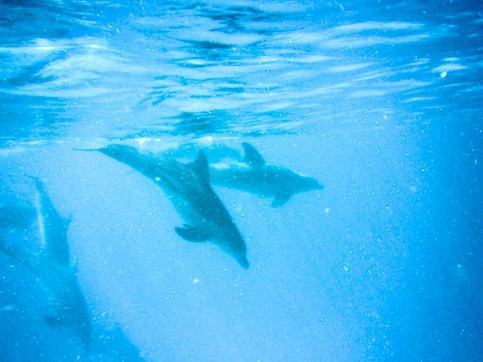 Delfine (1)