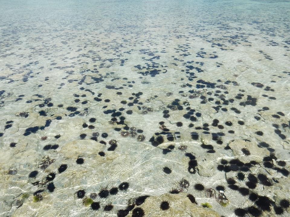 Ebbe auf Sansibar (4)