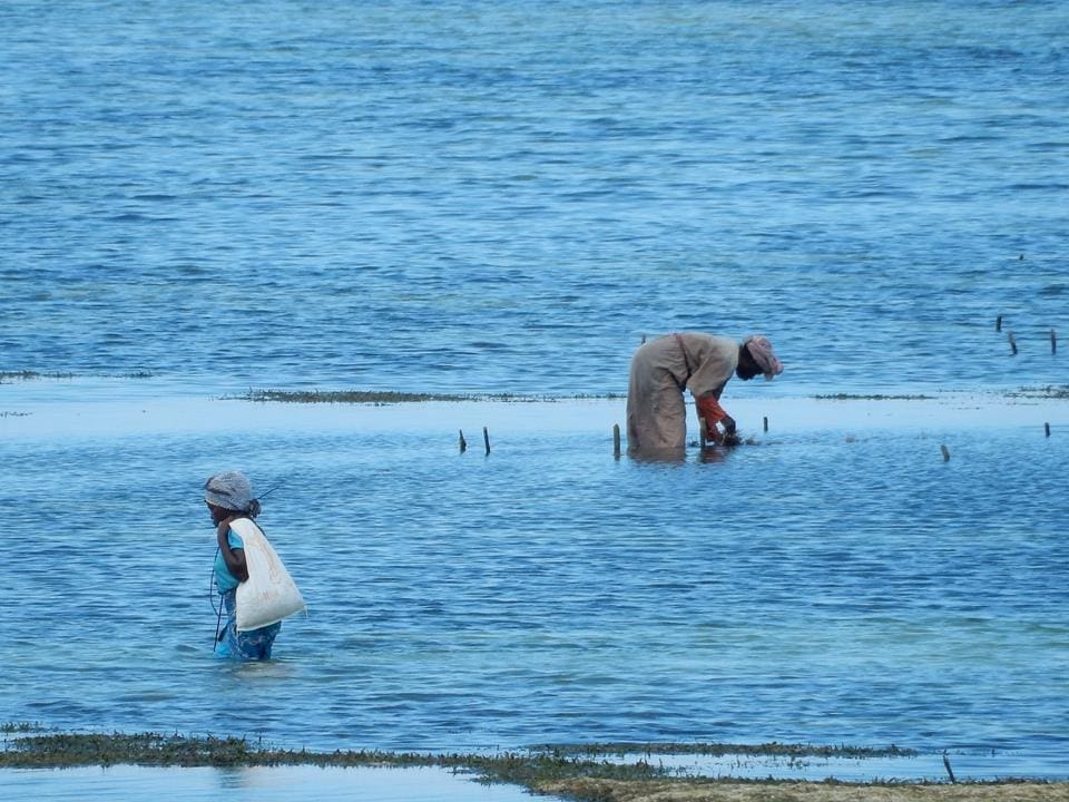 Fischfang-Sansibar (3)