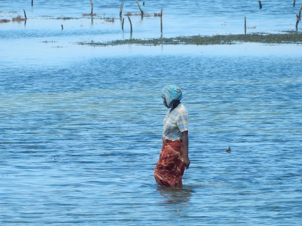 Fischfang-Sansibar (4)