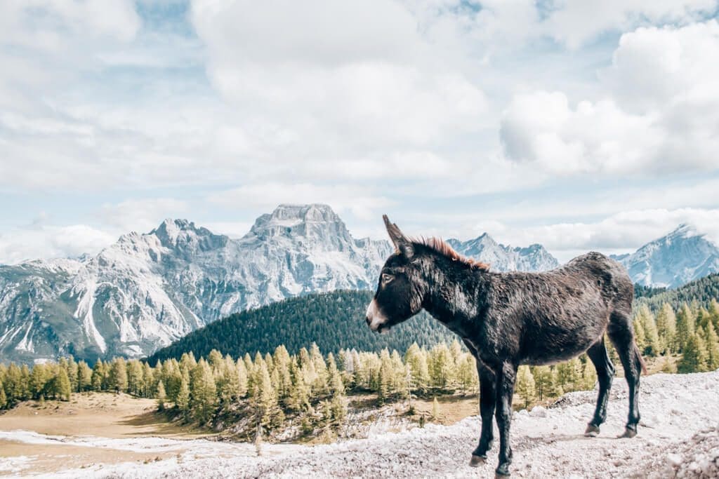 Croda da Lago Wanderin in den Dolomiten Croda da Lago Wanderin in den Dolomiten