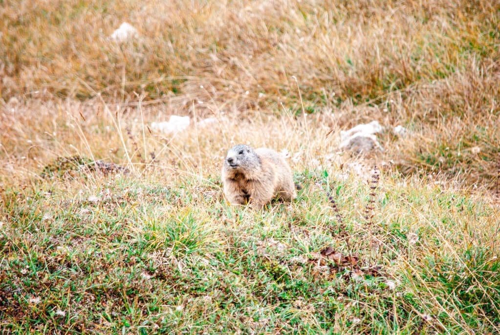 Murmeltiere entlang des Wanderwegs