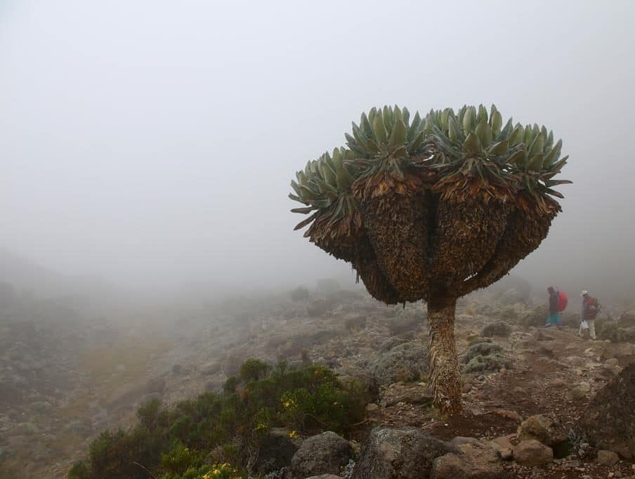 Kilimanjaro-trekking-tag3 (7) Nebellandschaft
