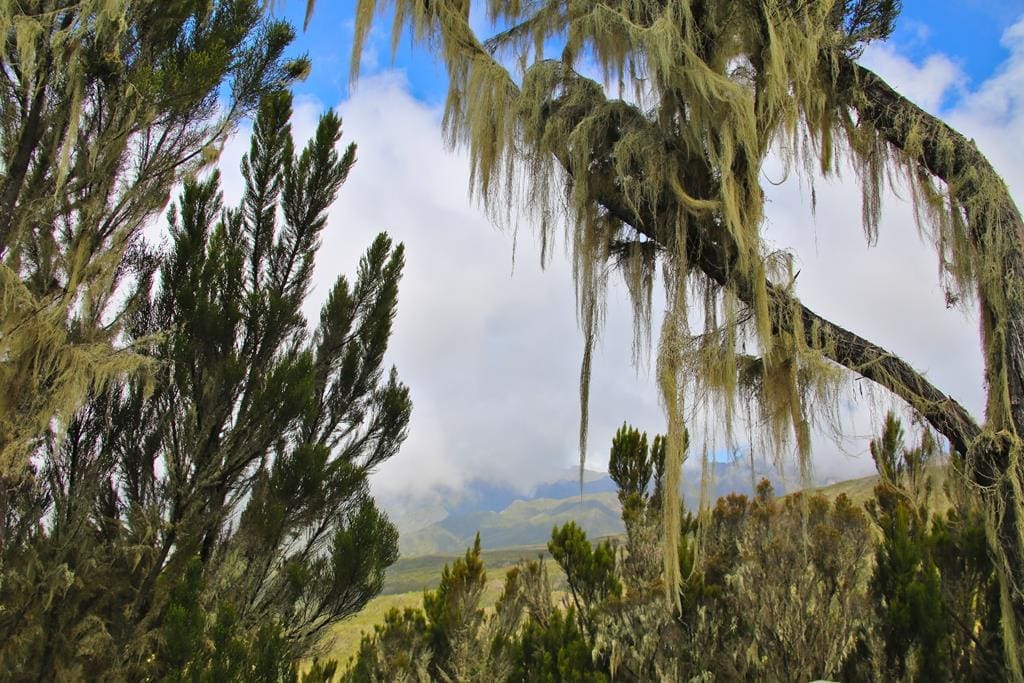 KilimanjaroBesteigung-tag2 (5)