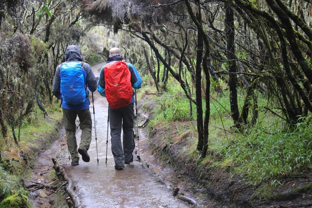 kilimanjaro-wandern (1) Wanderung durch den Regen beim Abstieg