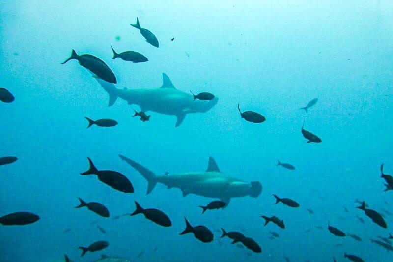 Hammerhaie Galapagos