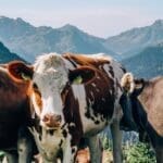 Kühe in Österreich