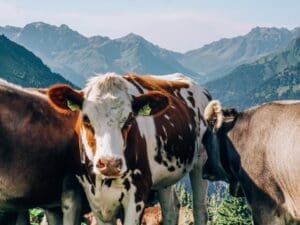 Kühe in Österreich