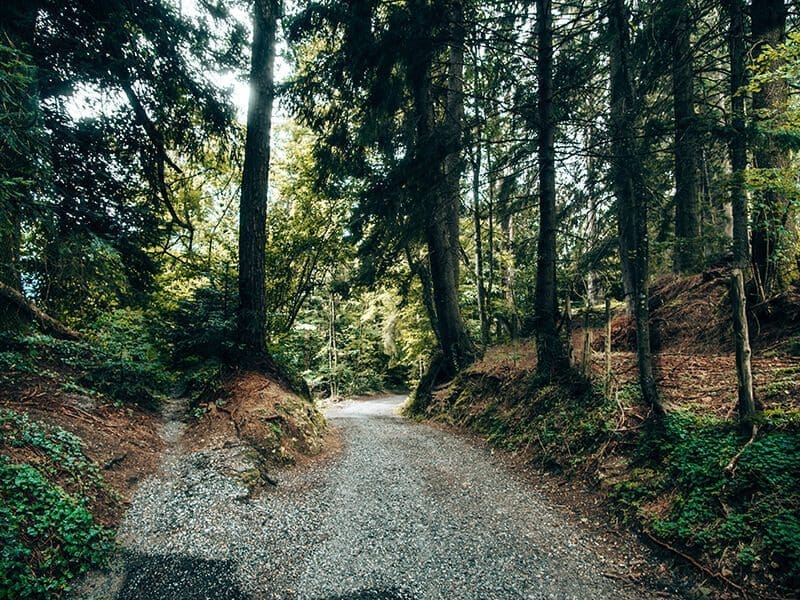 Wanderung durch Wald