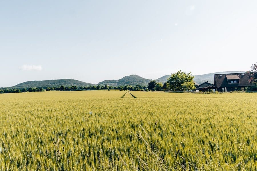 Wandern-Weserbergland-Weg Weizenfelder bei Stadtoldendorf