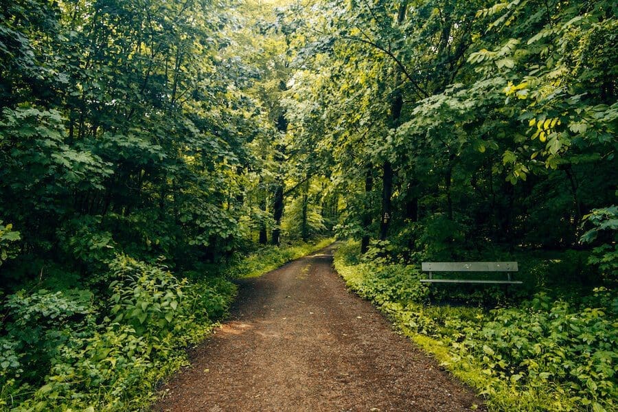 Weserberland-Weg-Waldwandern Waldwanderung auf dem Weserbergland-Weg