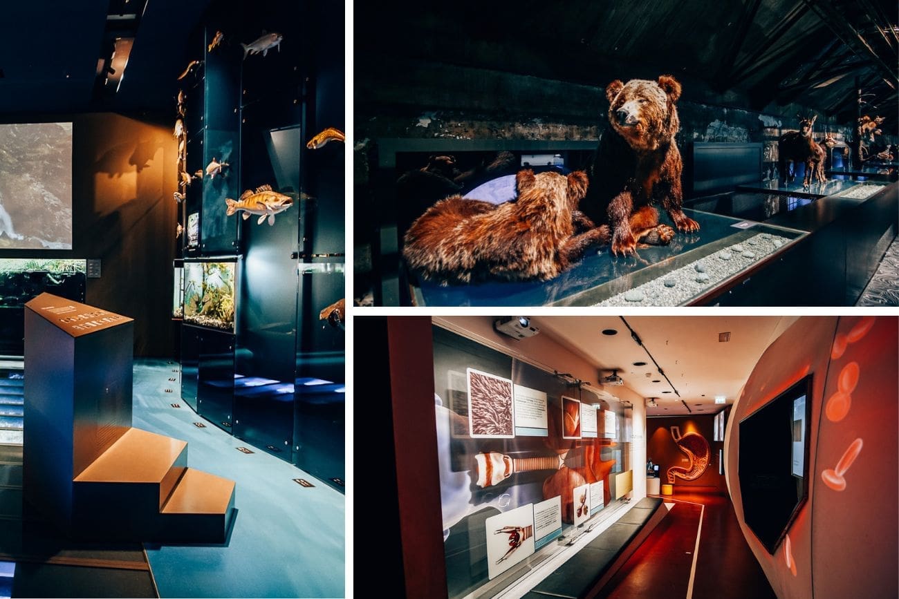 Inatura Dornbirn Das inatura Museum in Dornbirn