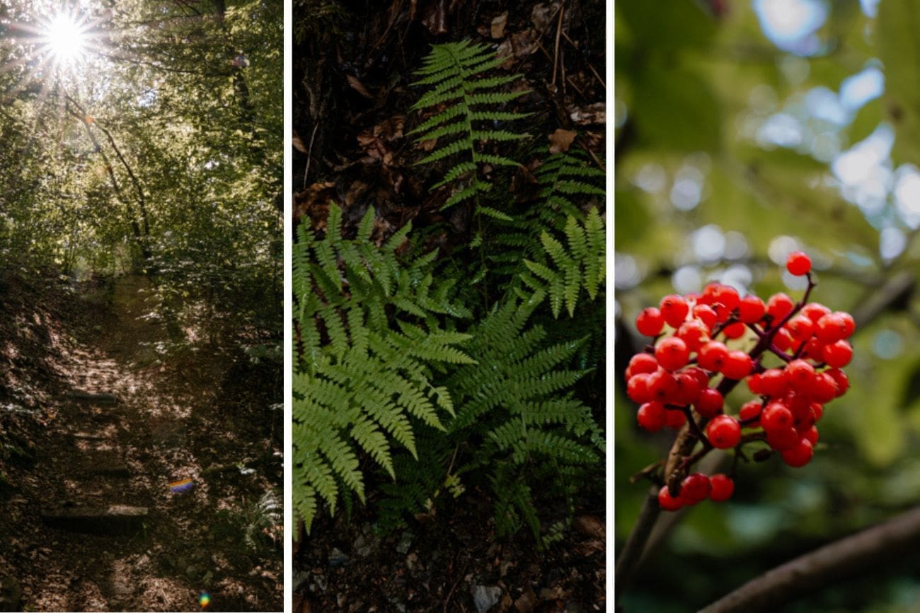 Durch die Holzbachschlucht Details in der Holzbachschlucht
