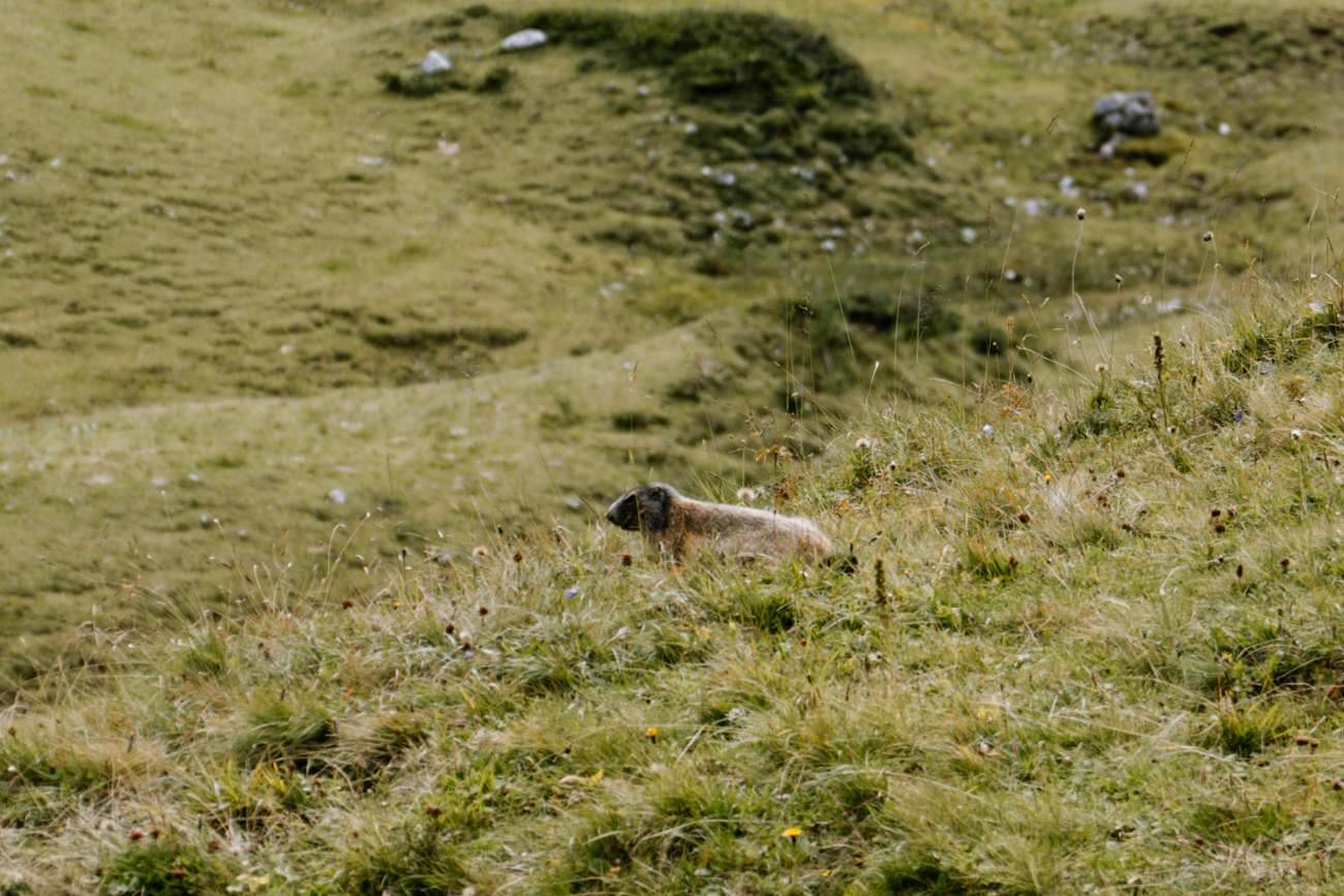 Murmeltiergarantie im Montafon