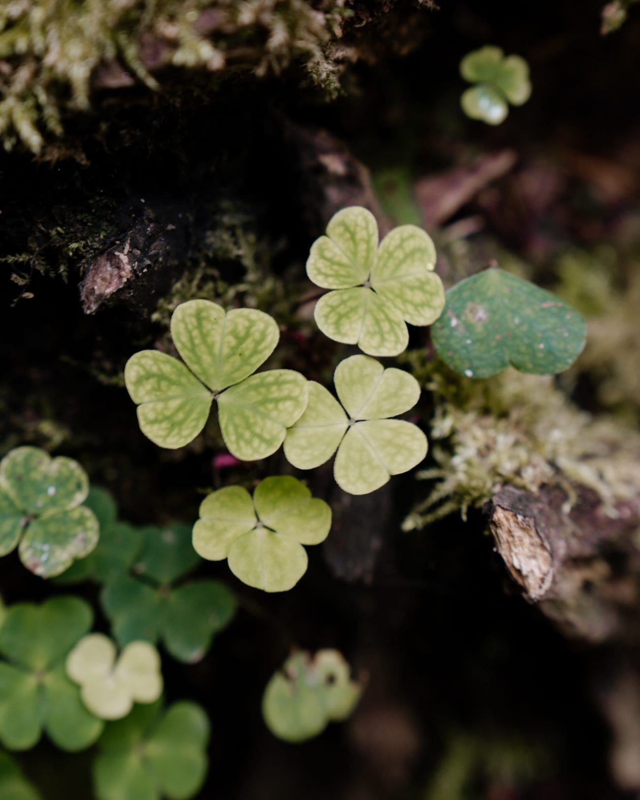 Details-Heiligengeistklamm Details am Wegesrand