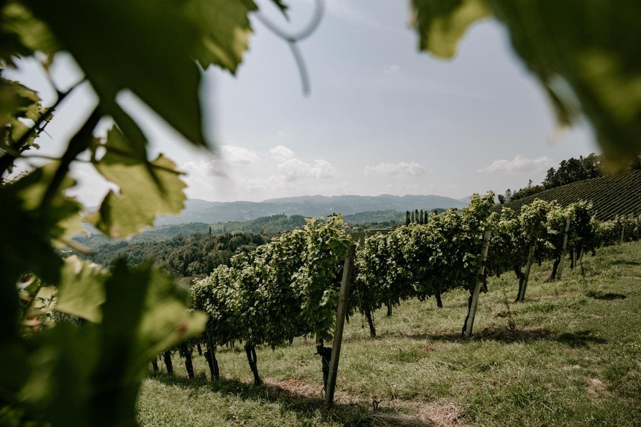 Kulinarische-Weinbergwanderung Wanderweg durch die Weinberge