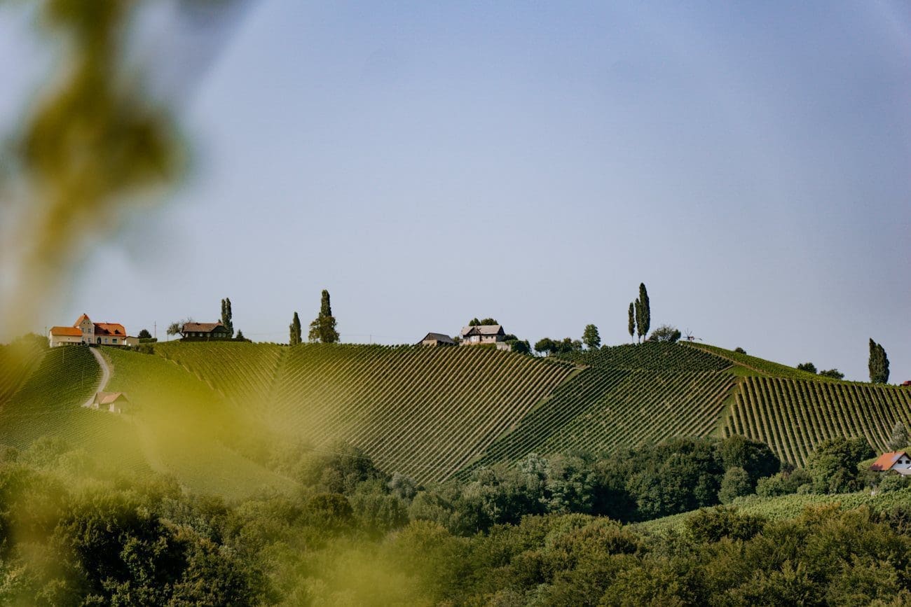 Südsteiermark-Wandern Weinberge Ausicht