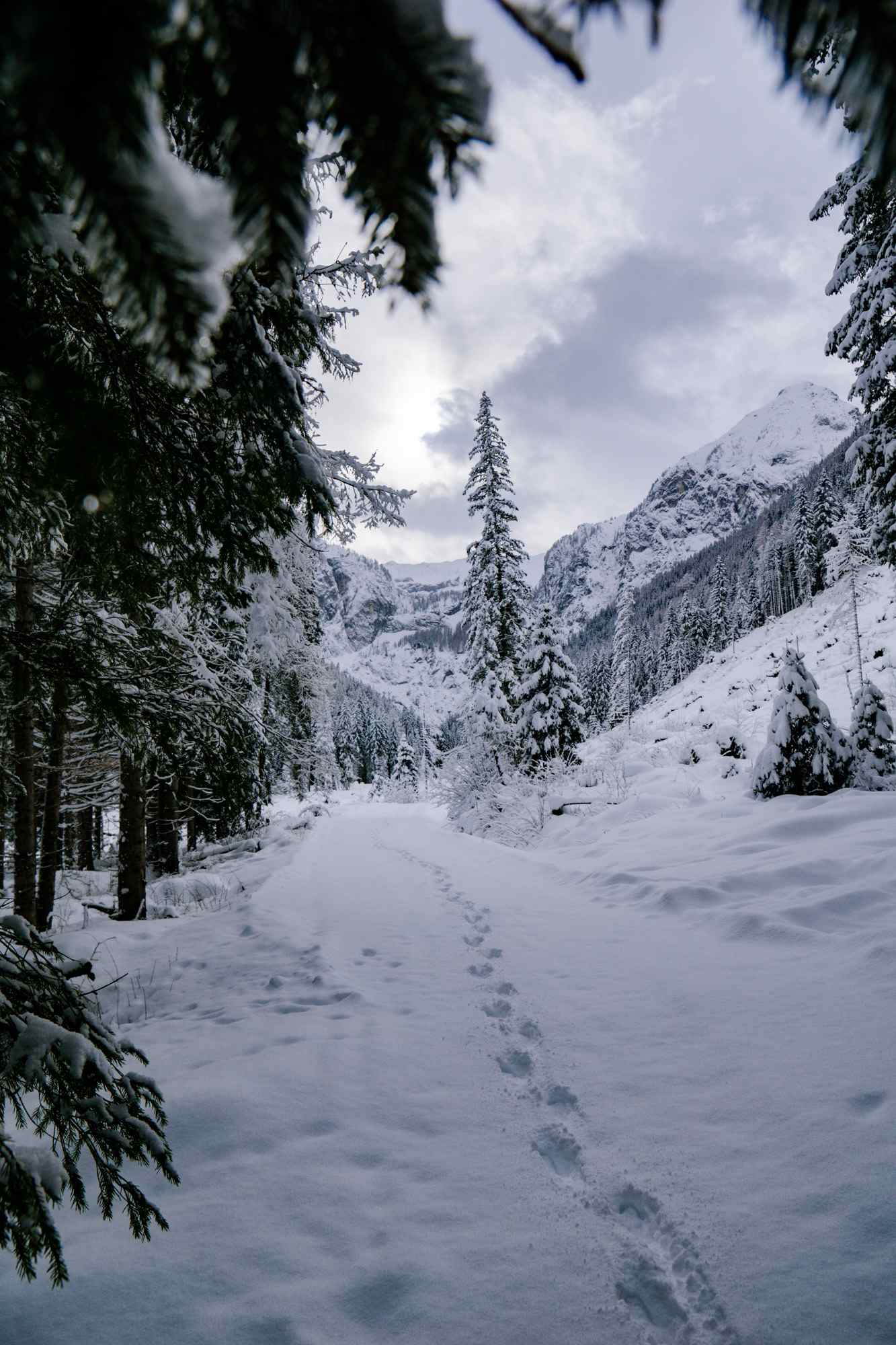 Kartitsch-Winter-Wald Blick aus dem Wald ins Tal