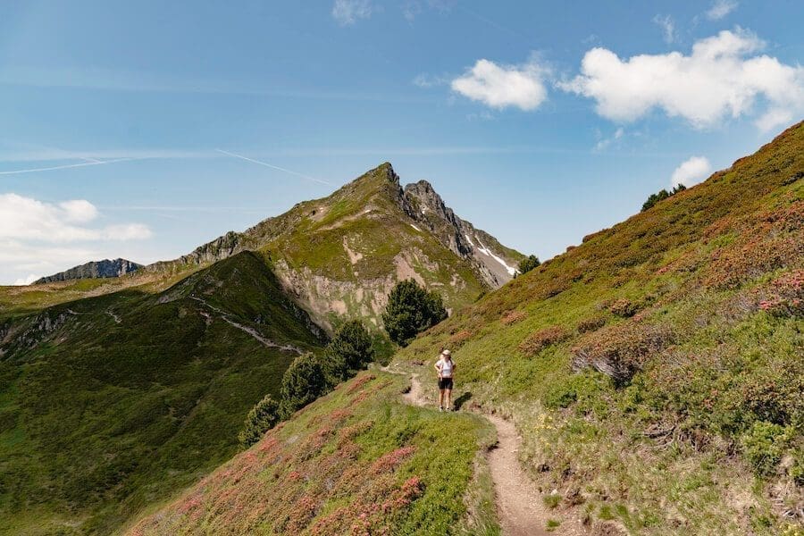 Durch die Almrosen im Zillertal