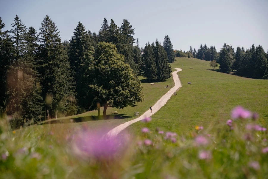 2025-08-12-Tegernsee-Schliersee143 Weg zur Neureuth mit Blumen im Vordergrund