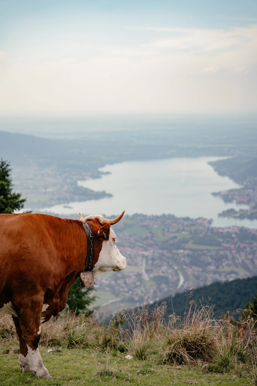 2025-08-13-Spitzingsee-Rosskopf-Wallberg183 Kuh mit Blick auf den Tegernsee vom Setzberg