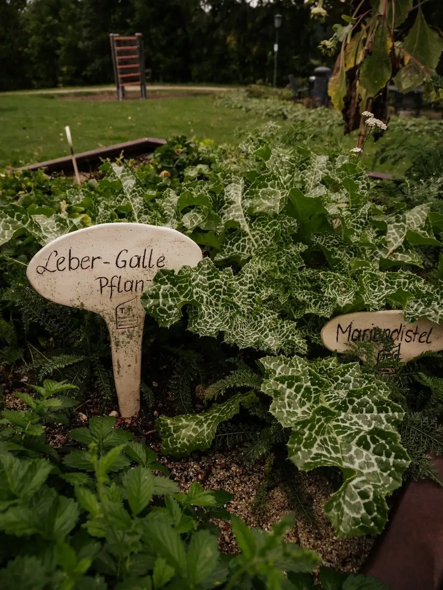 2025-09-12-Stilles-Tal10 Heilkräuter im Curpark