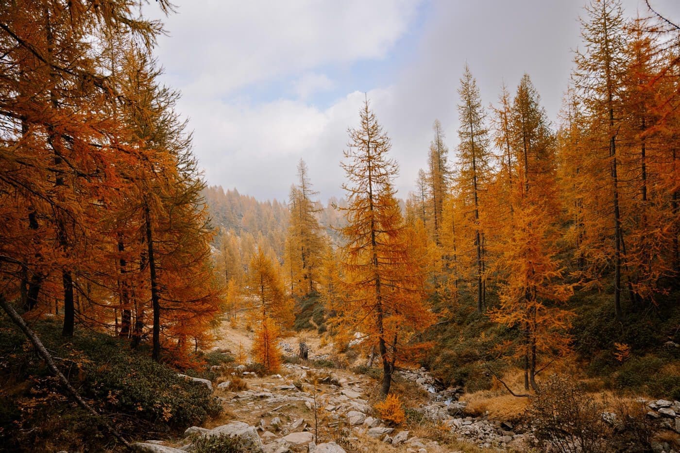 2025-10-16-Lago-Salei175 Herbstlärchen in der Schweiz