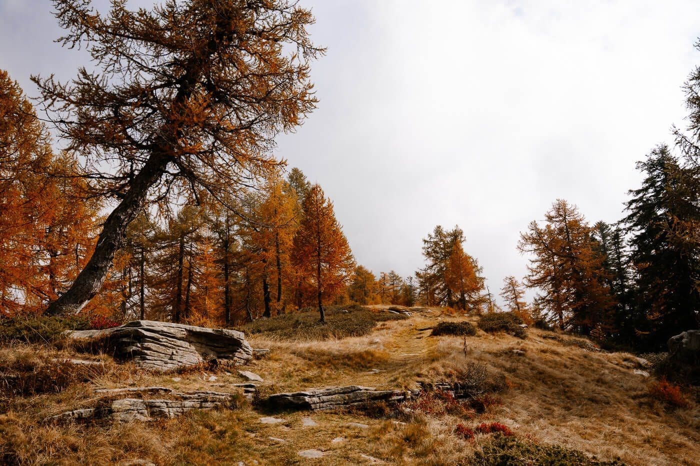 2025-10-16-Lago-Salei220 Lärchen im Herbst