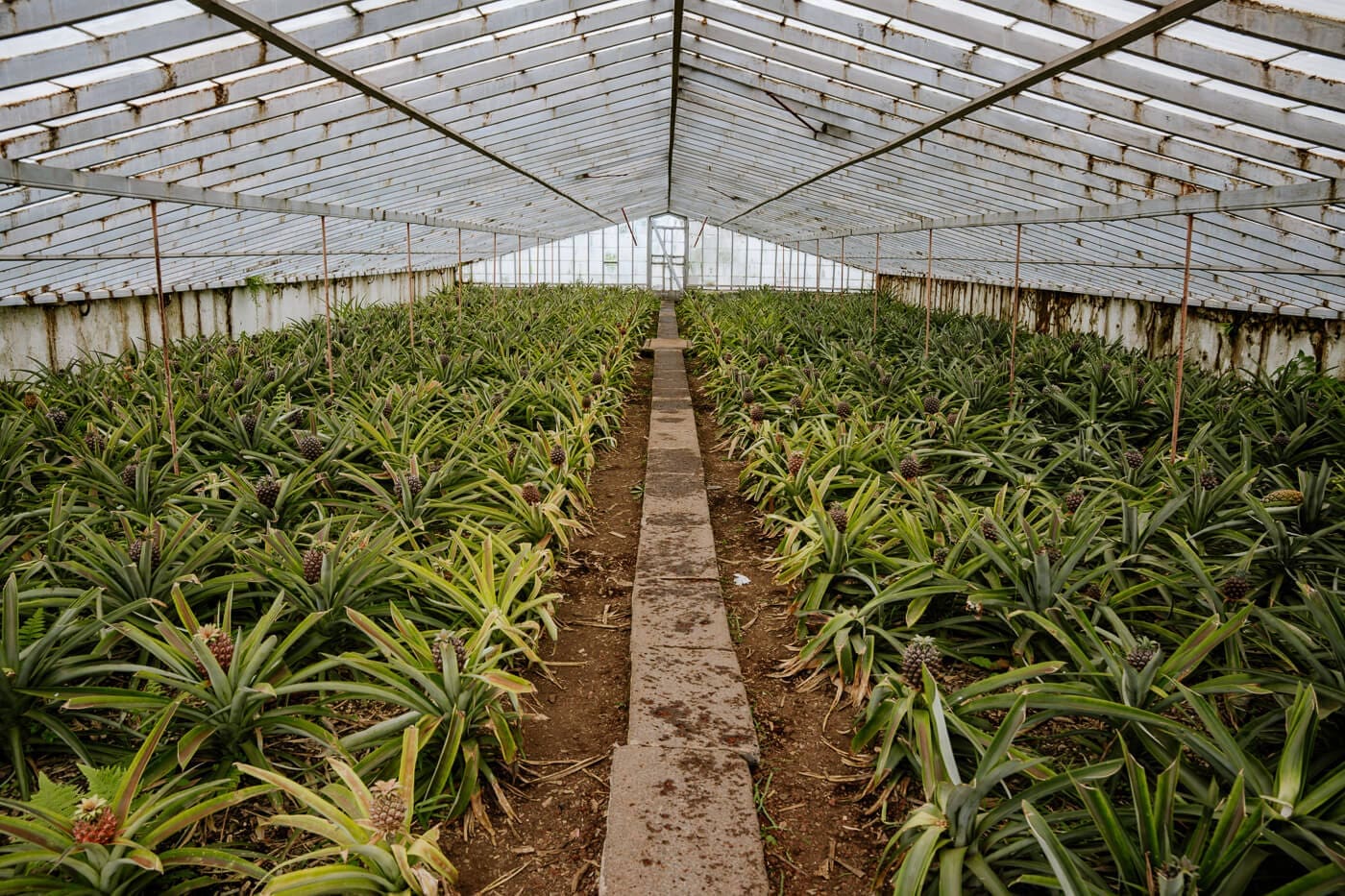 2026-Azoren-Ananas1 Ananasplantage in Ponta Delgada