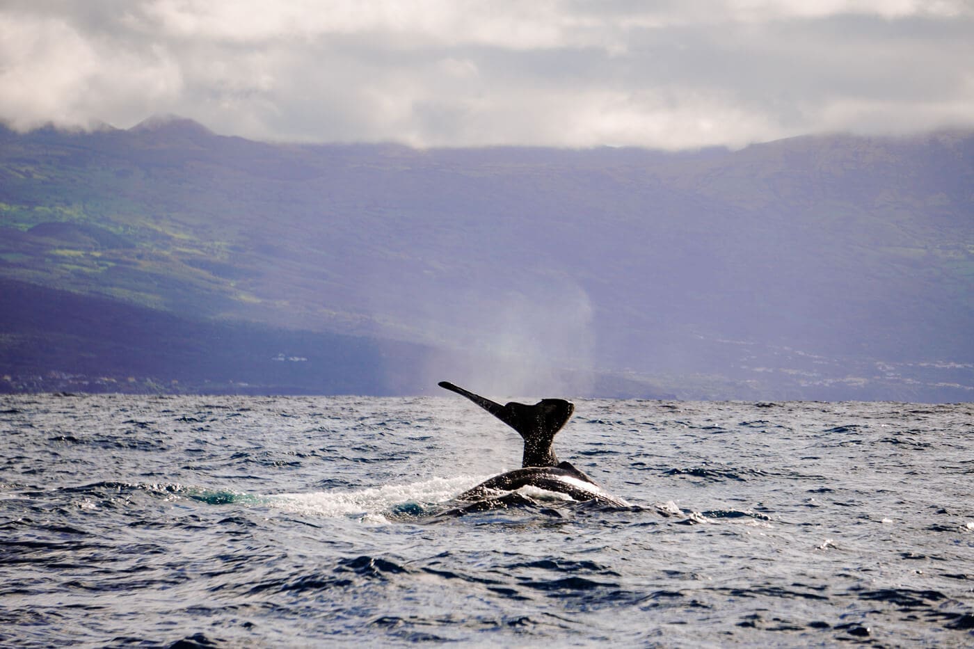 2026-Azoren-Faial-WhaleWatching4 Whale Watching auf den Azoren