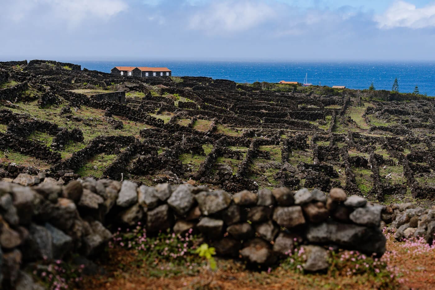 2026-Azoren-Pico-Wein4 Weinbaugebiete auf Pico