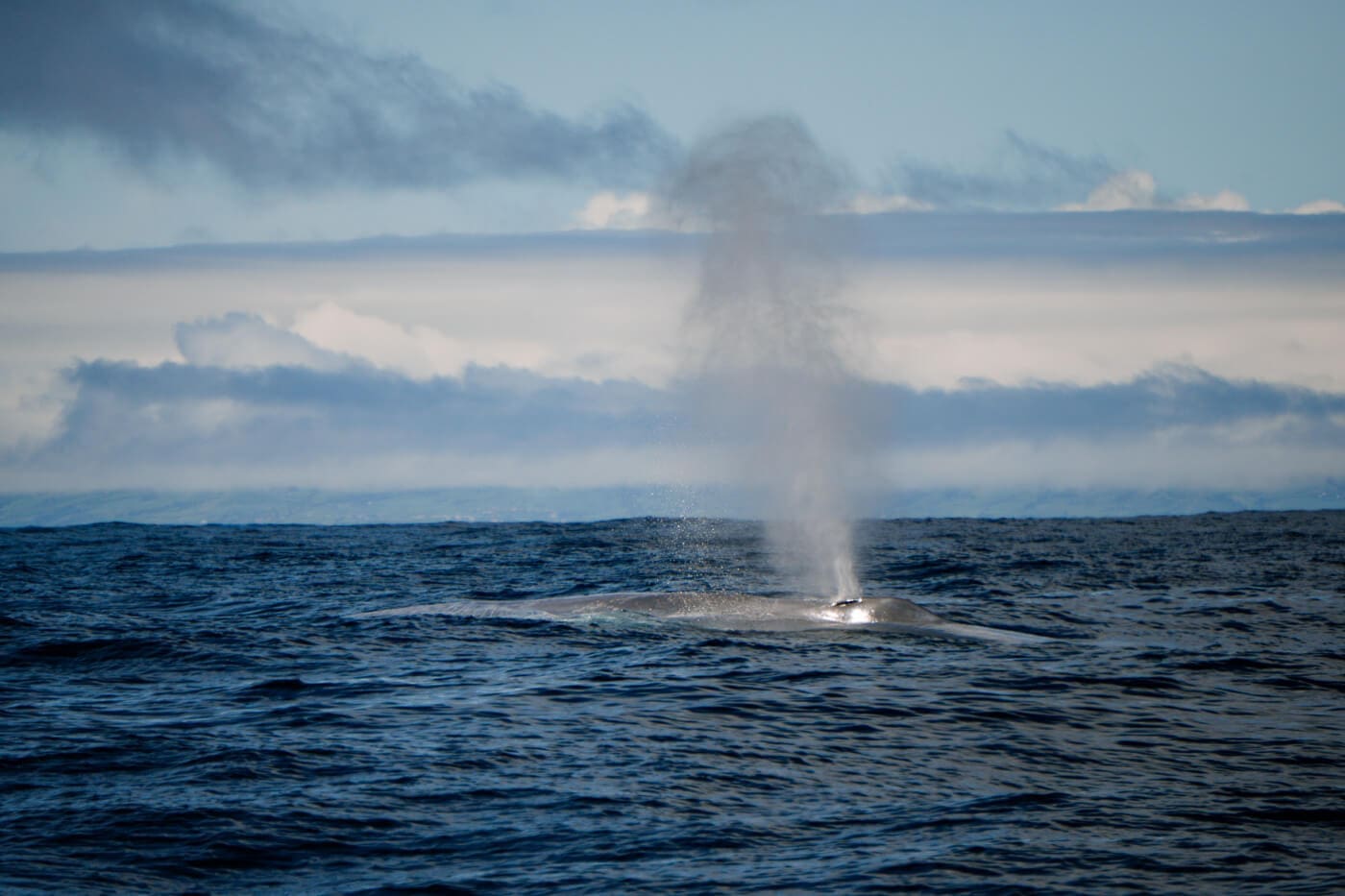 2026-Azoren-Pico-Whalewatching24 Blauwal auf den Azoren